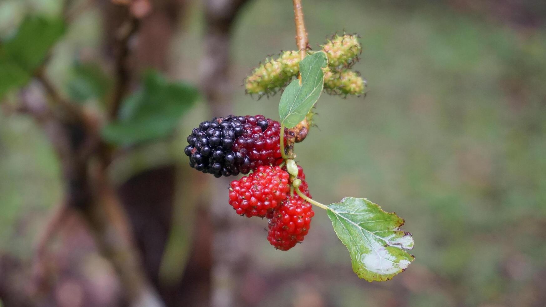 Mulberries after the rain, in Indonesia we call them Murbei. Blackberries Ripe berries and unripe berries photo