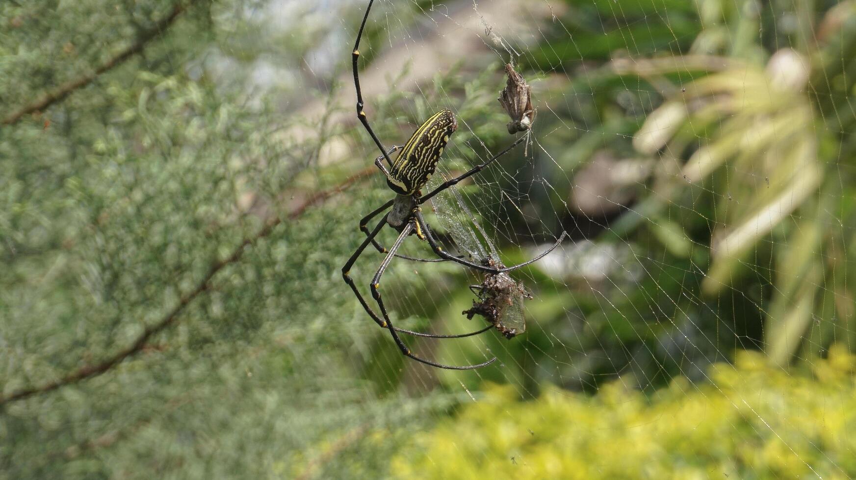 a spider that is preying on its prey in its spider web photo