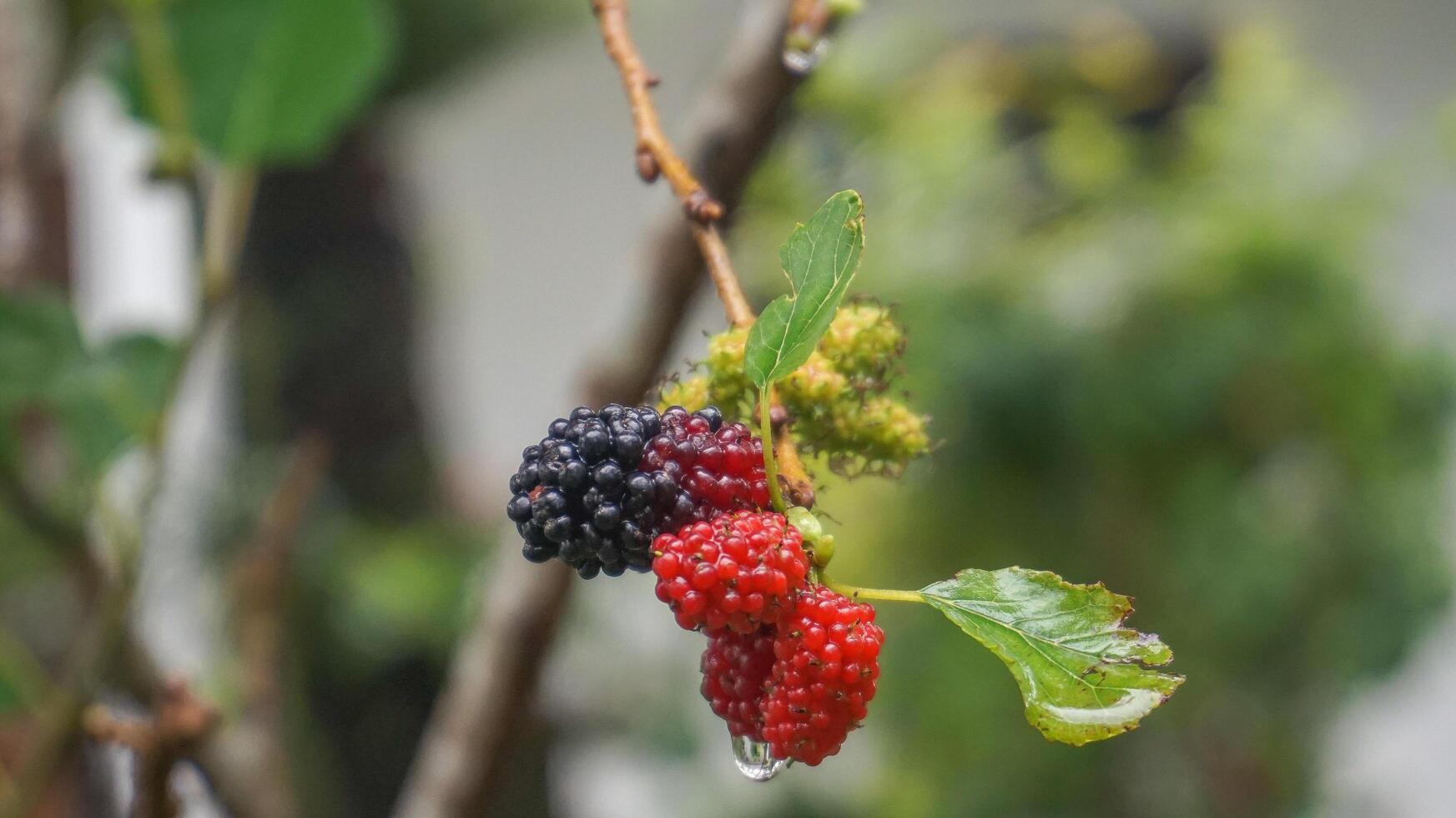 moras después el lluvia, en Indonesia nosotros llamada ellos murbei. moras maduro bayas y inmaduro bayas foto