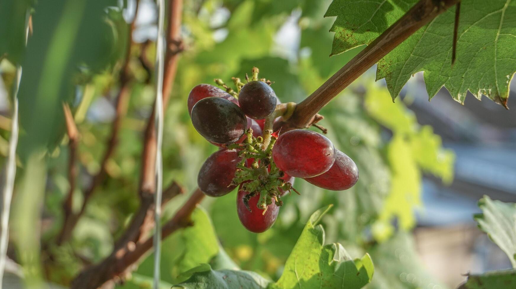 grape tree with its fruit photo