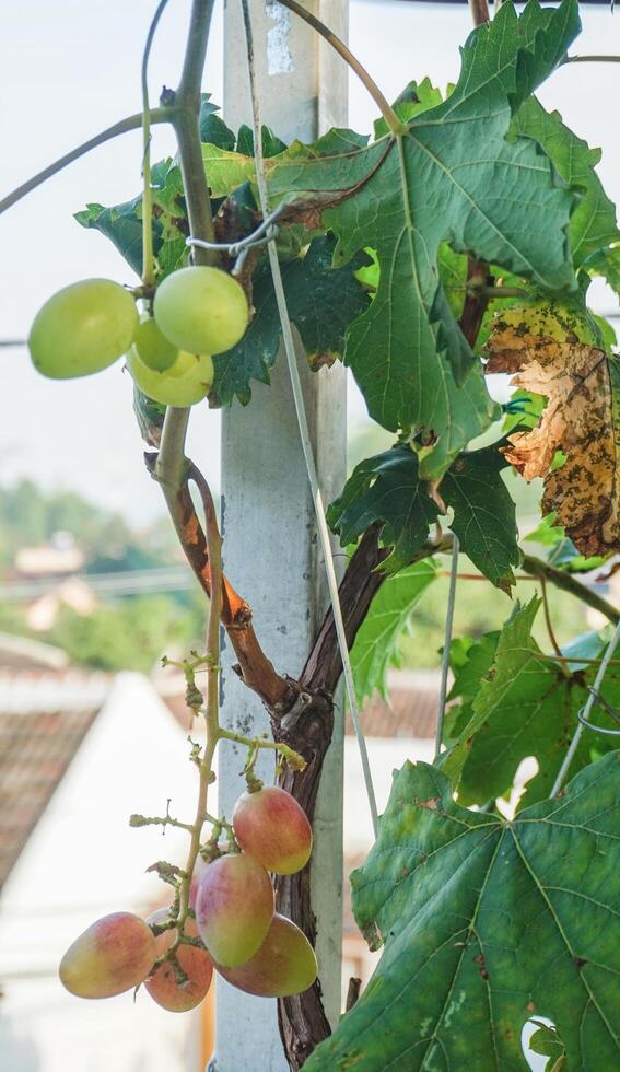 grape tree with its fruit photo