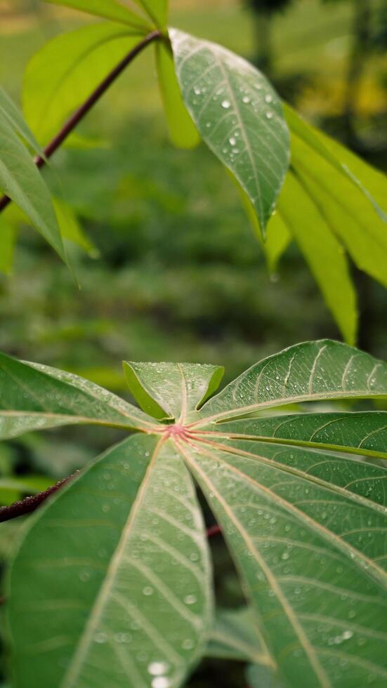 Cassava leaves are green after rain, wet with water droplets photo