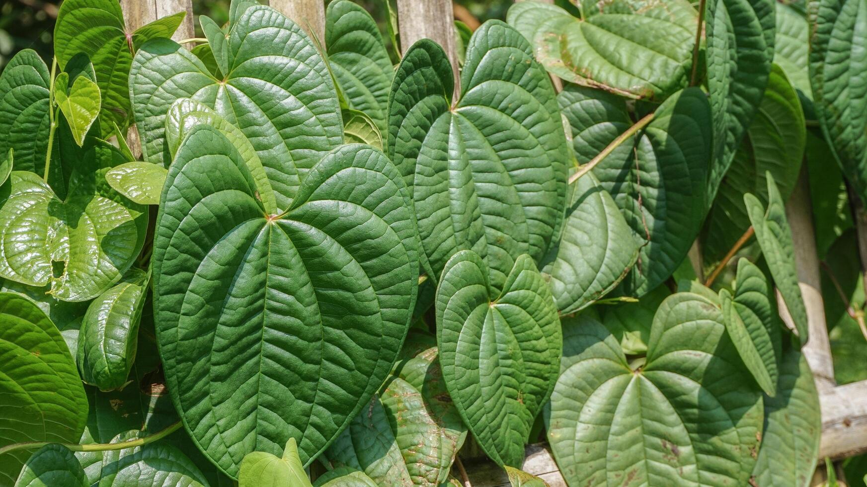 betel leaves or Piper sarmentosum Roxb or Chaplo leaves photo