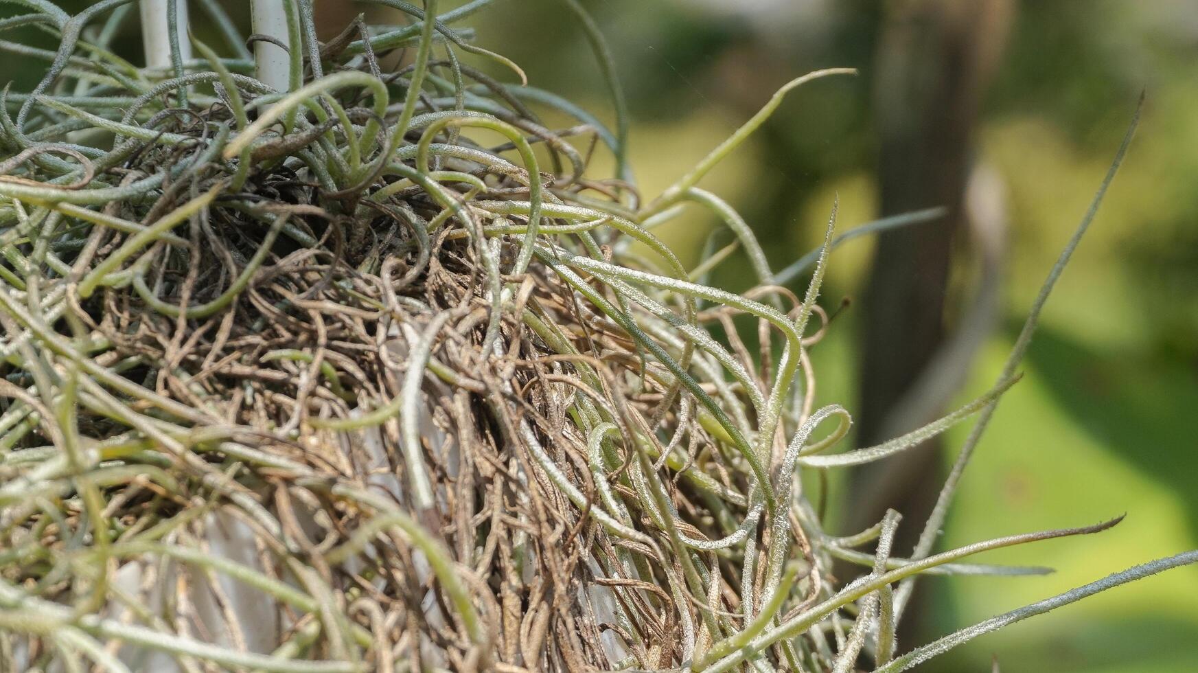 Spanish moss or musa root is a flowering plant that often grows on large trees photo