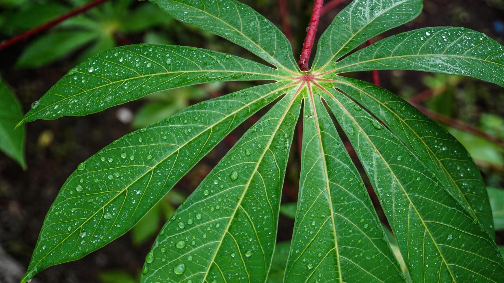 Cassava leaves are green after rain, wet with water droplets photo