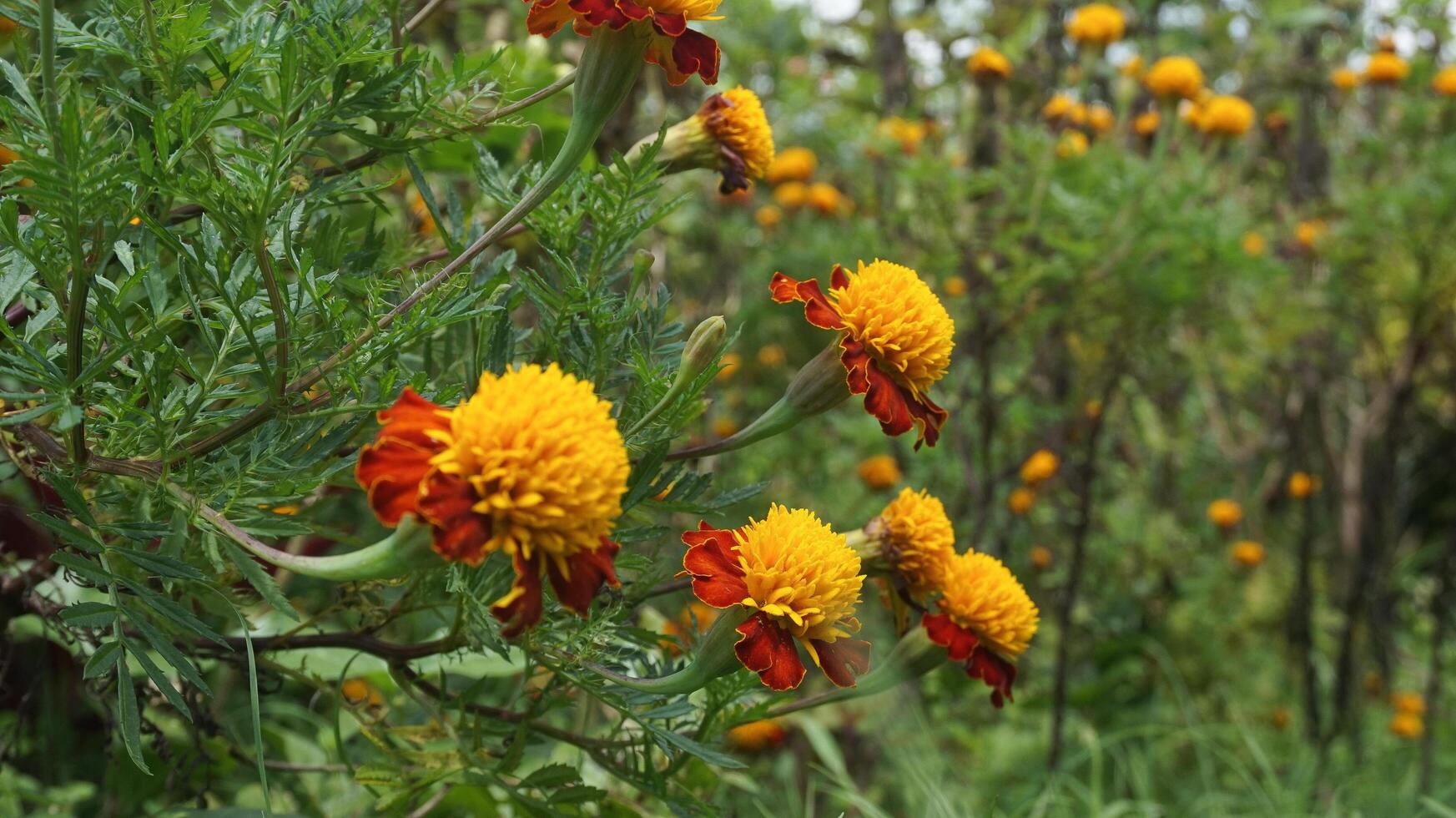 hermosa maravilla flores con naturaleza antecedentes foto