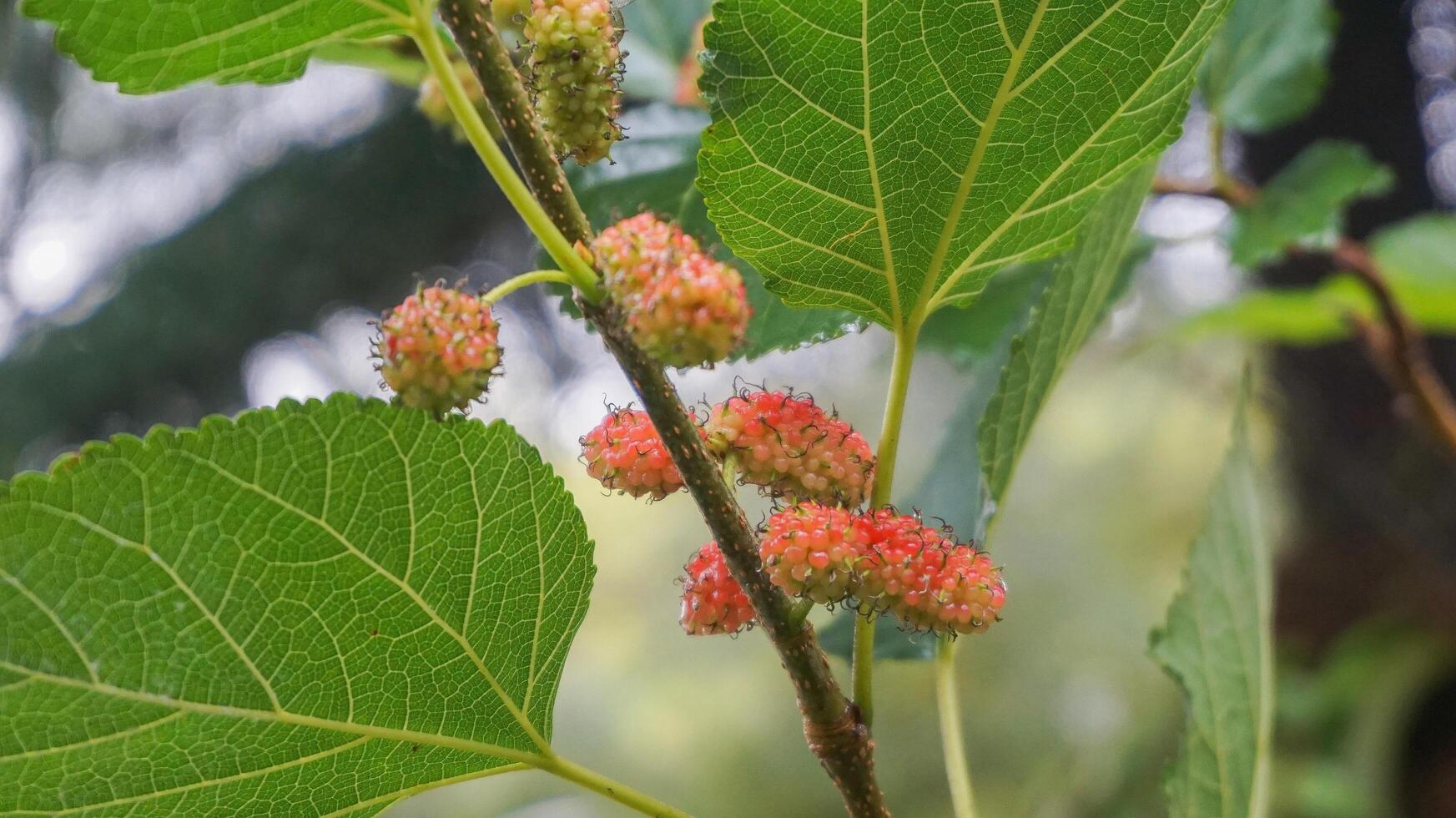 Mulberries after the rain, in Indonesia we call them Murbei. Blackberries Ripe berries and unripe berries photo