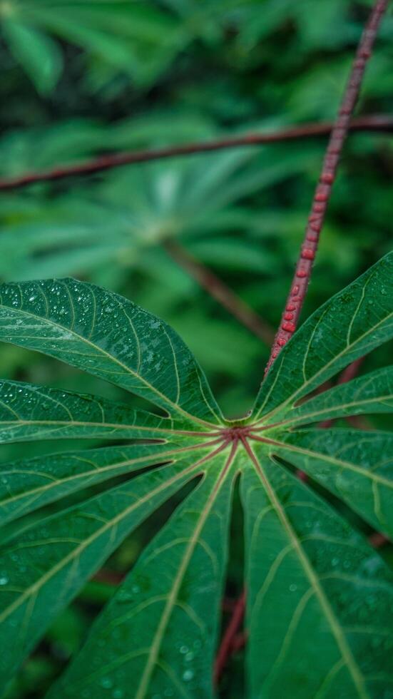 mandioca hojas son verde después lluvia, mojado con agua gotas foto