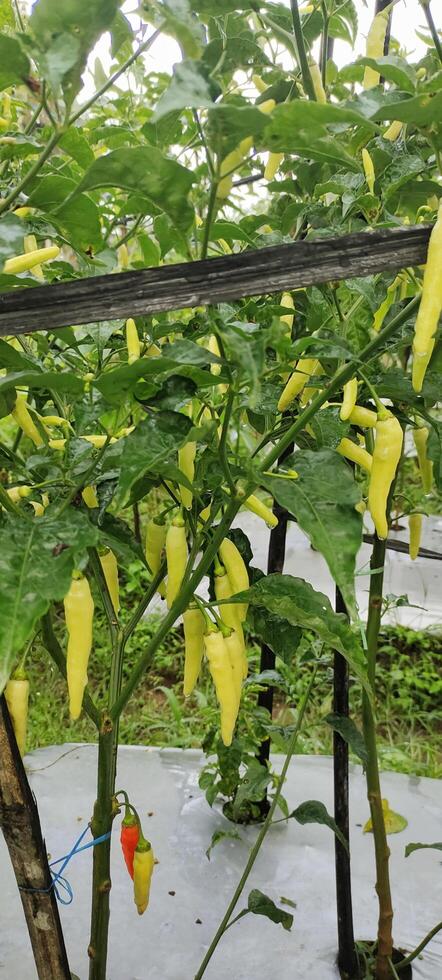 The chili or capsicum fruit can be seen starting to ripen on the tree, ready to be harvested to be sold at the market. photo