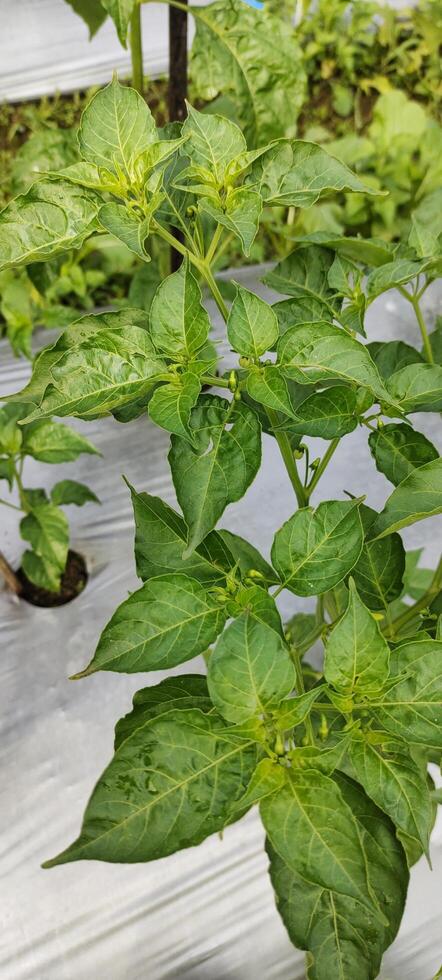 Chili plants or capsicum annuum are starting to grow and branch in the rice fields, growing well in tropical climates. This plant is one of the favorite crops for Indonesian farmers. photo