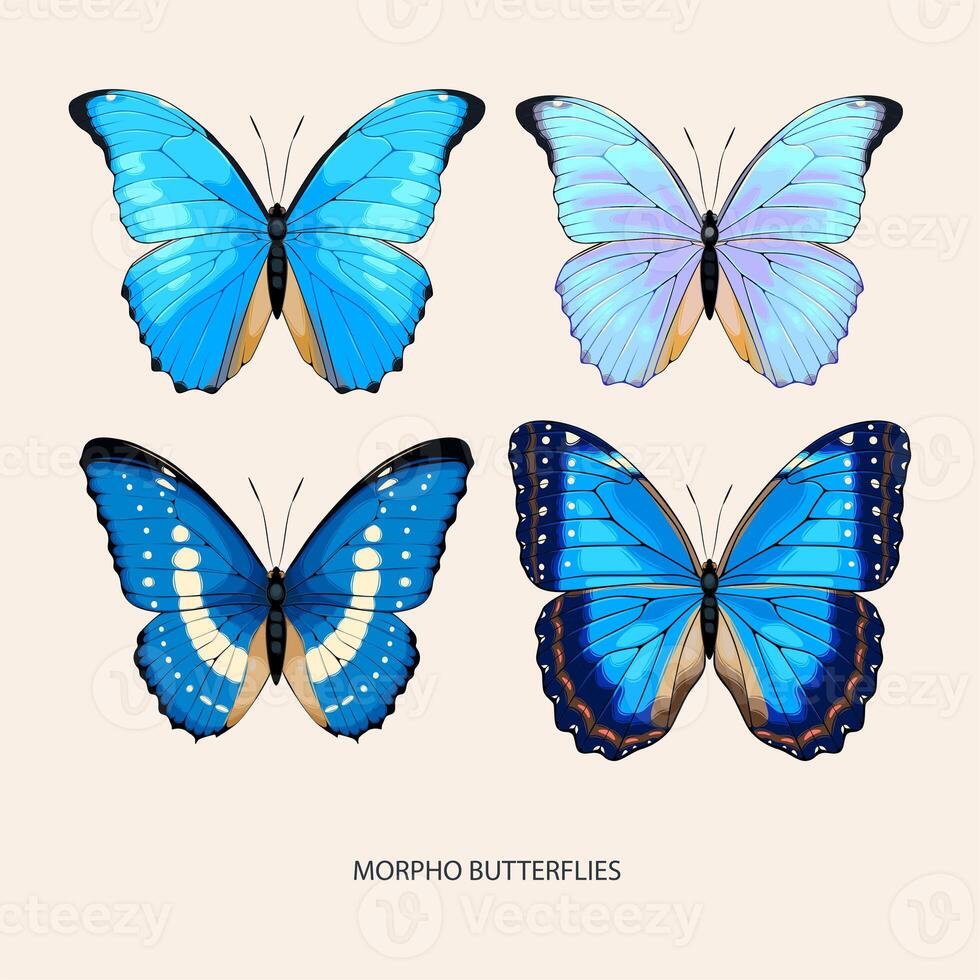 Morpho butterfly art in different species photo