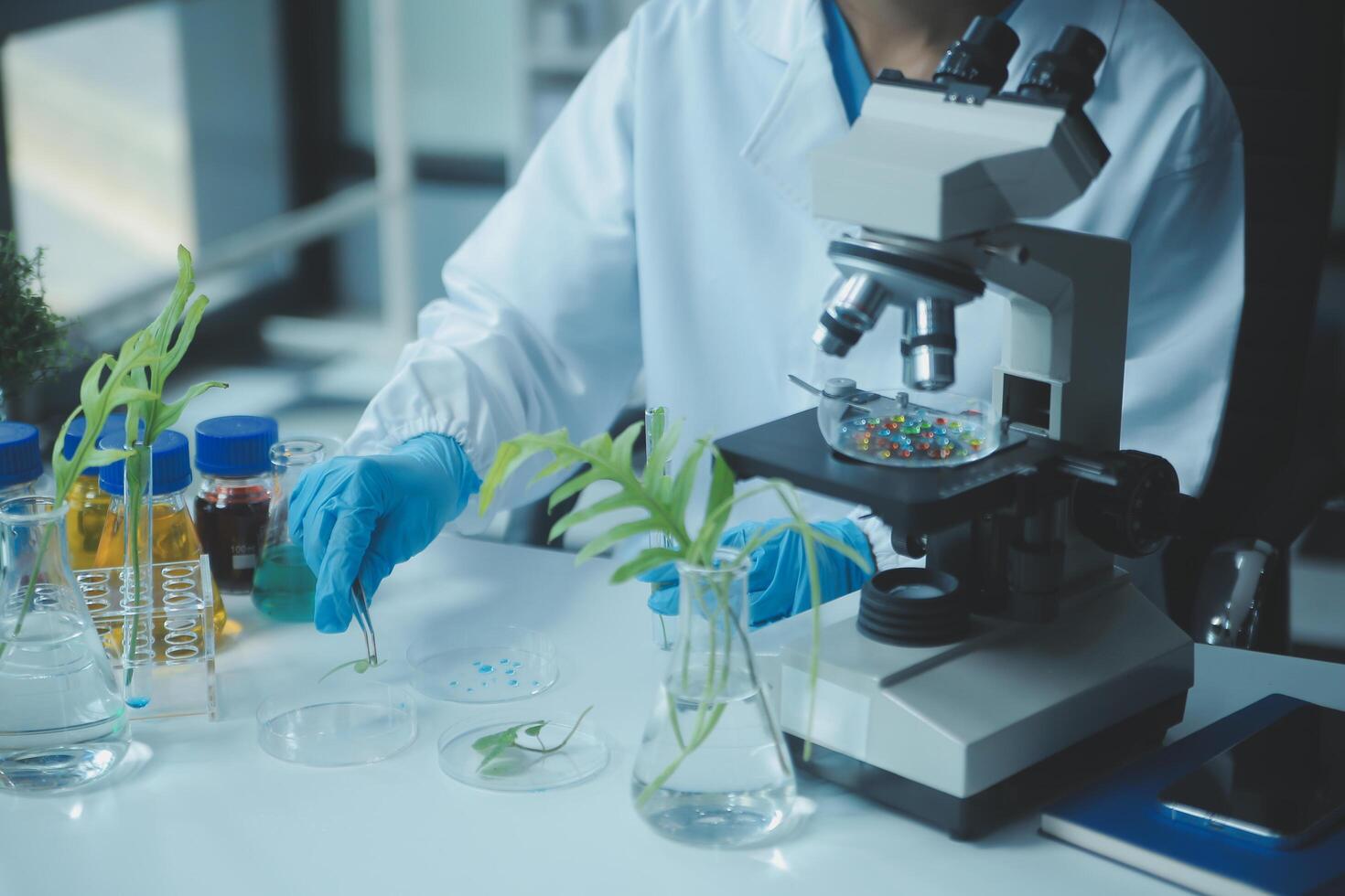 Scientist cutting plant tissue culture in petri dish, performing laboratory experiments. Small plant testing. Asparagus and other tropical plant. Thailand. Soft light, close-up. photo