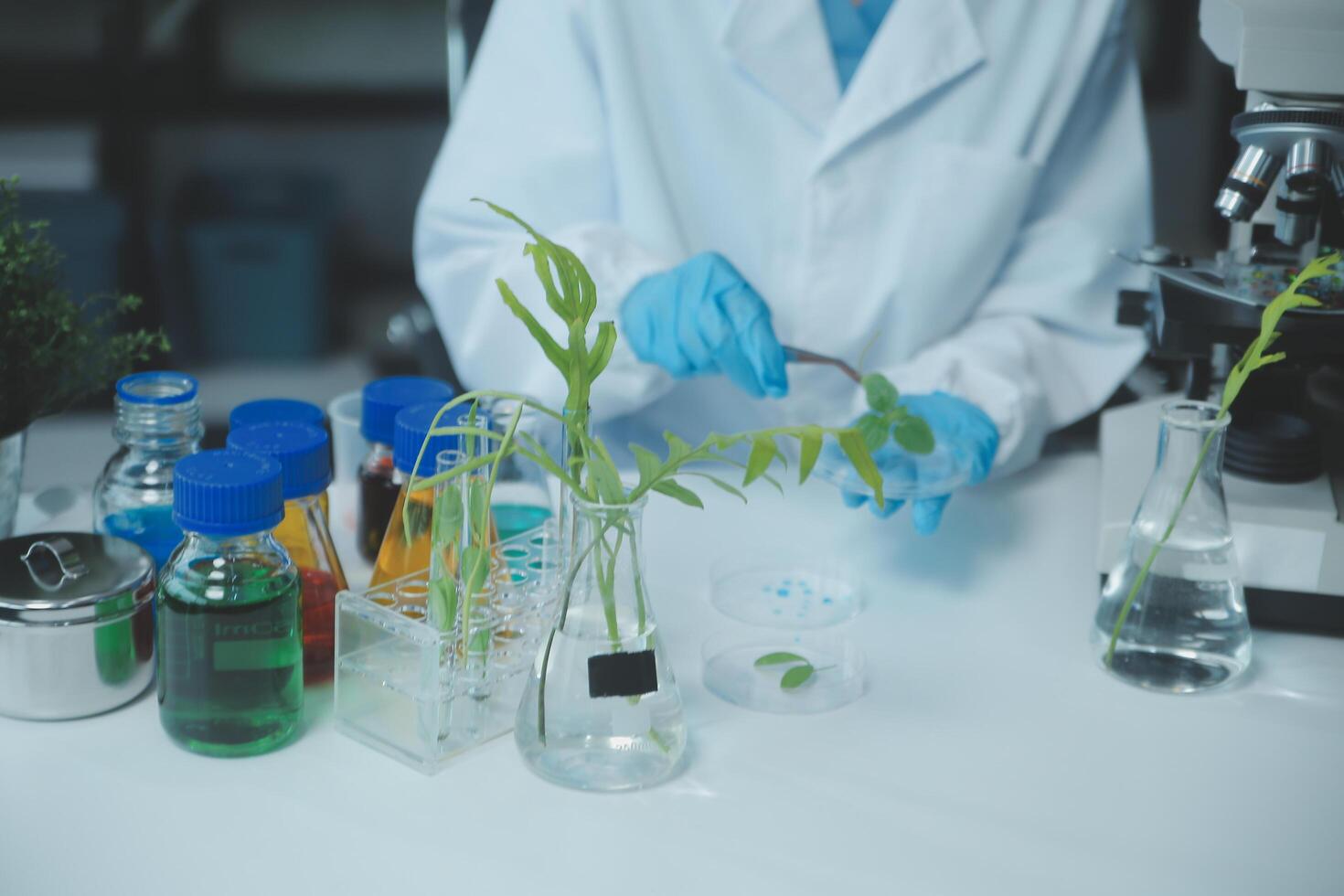 Scientist cutting plant tissue culture in petri dish, performing laboratory experiments. Small plant testing. Asparagus and other tropical plant. Thailand. Soft light, close-up. photo