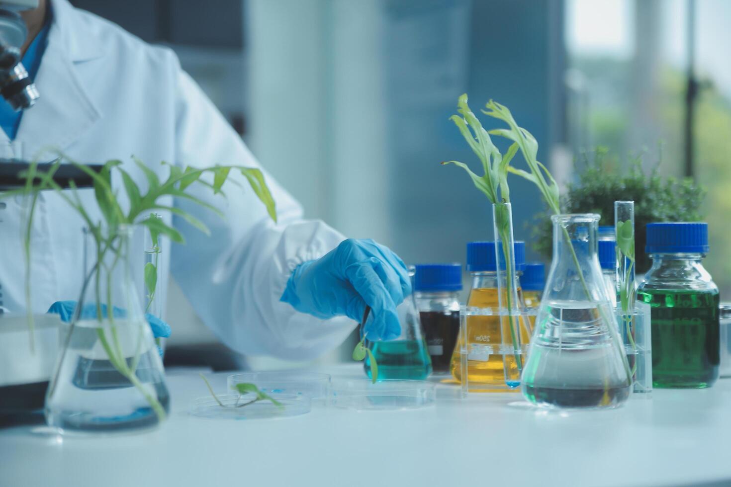 Scientist cutting plant tissue culture in petri dish, performing laboratory experiments. Small plant testing. Asparagus and other tropical plant. Thailand. Soft light, close-up. photo