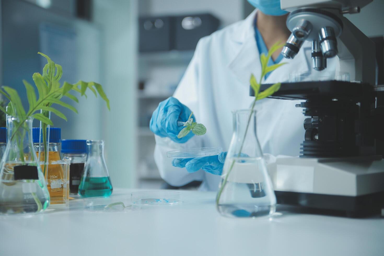 Scientist cutting plant tissue culture in petri dish, performing laboratory experiments. Small plant testing. Asparagus and other tropical plant. Thailand. Soft light, close-up. photo