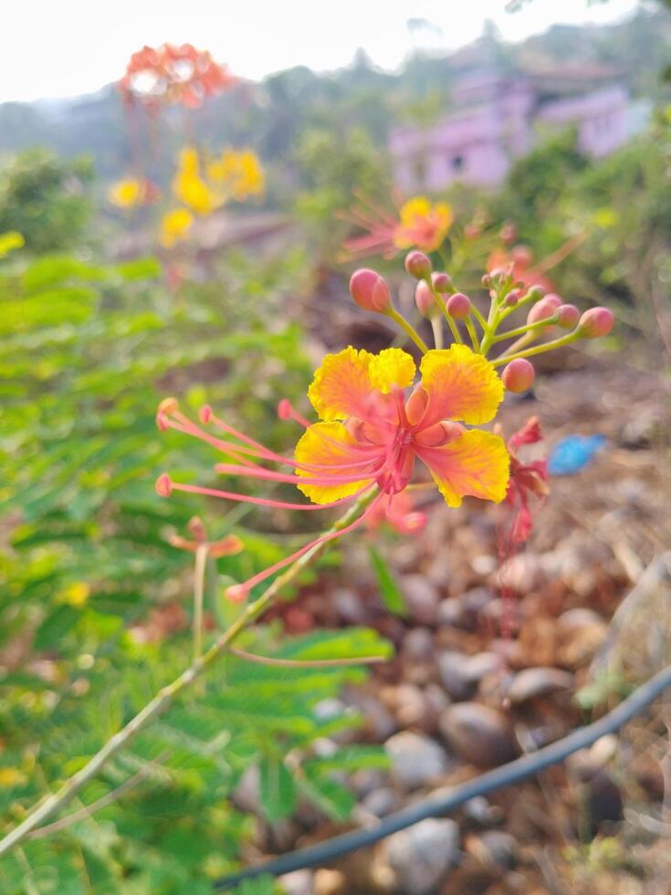 Natural flower beautiful background photo