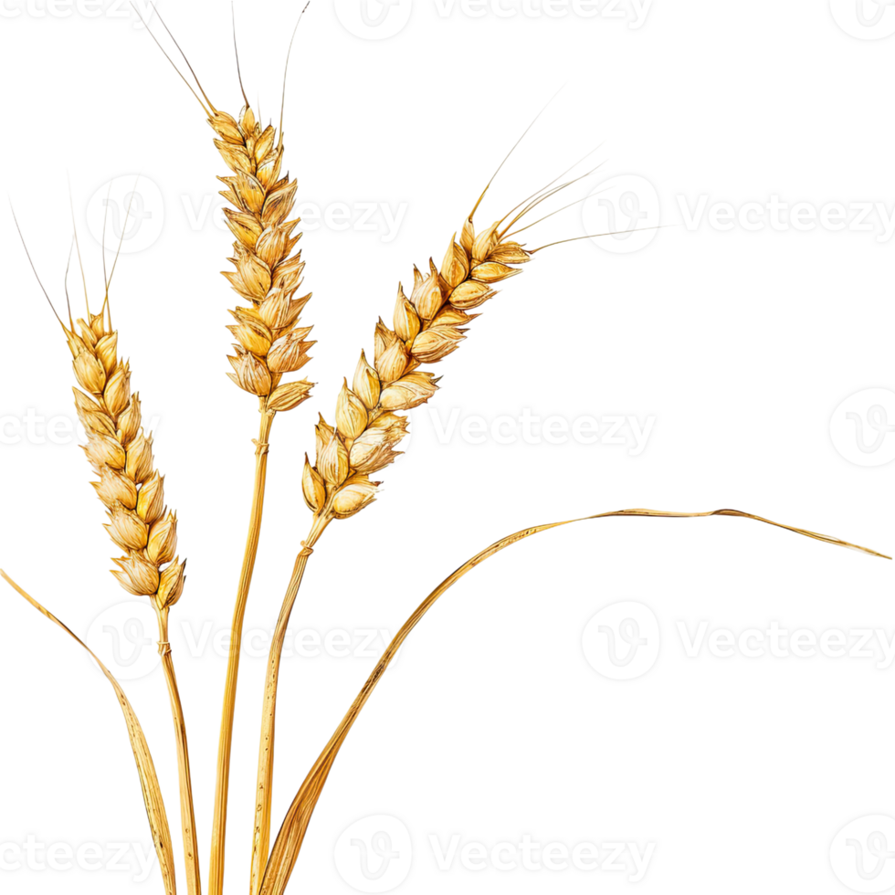 One beautiful bunch of ripe wheat with many grain without background, no background . png