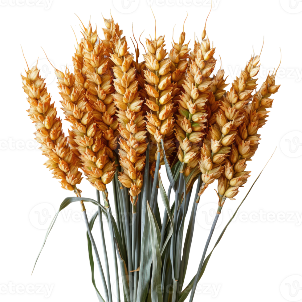 One beautiful bunch of ripe wheat with many grain without background, no background . png