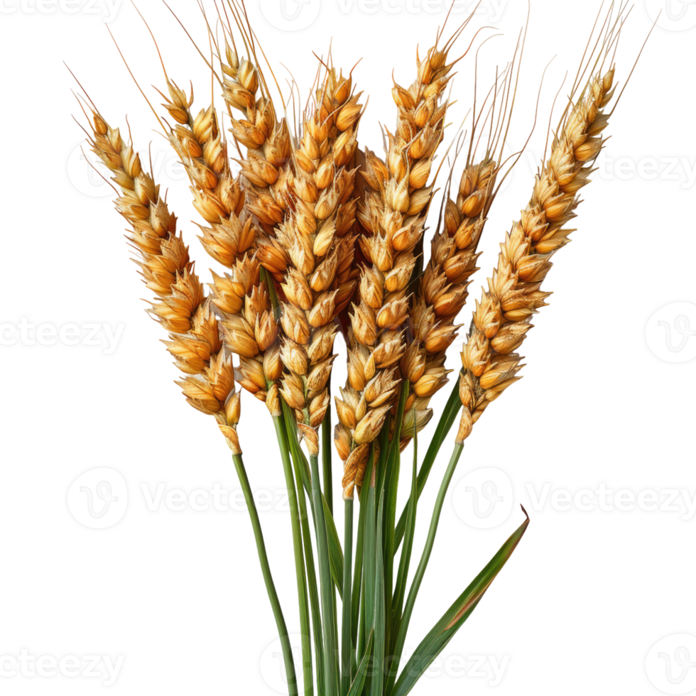One beautiful bunch of ripe wheat with many grain without background, no background . png