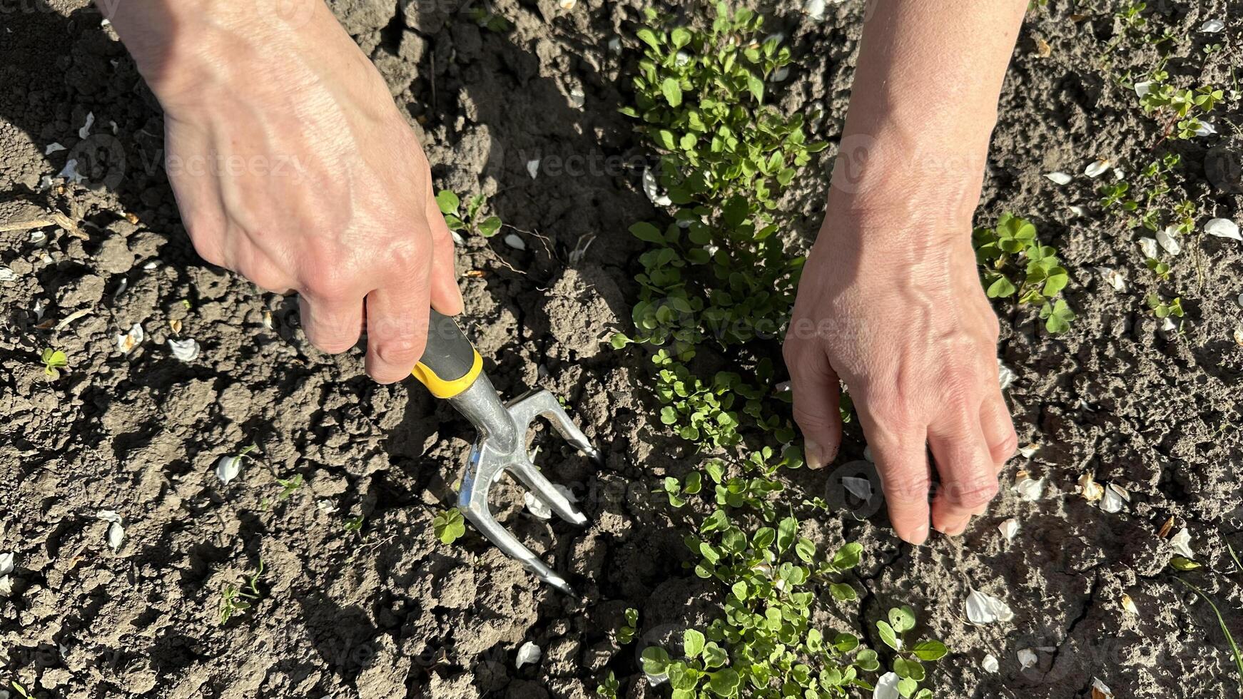 Person uses a rake to clear weeds from the ground photo