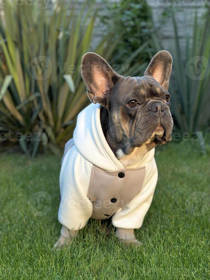 French bulldog on the lawn against a blurred yucca background. Fashionable dog in a stylish fashionable sweatshirt. photo