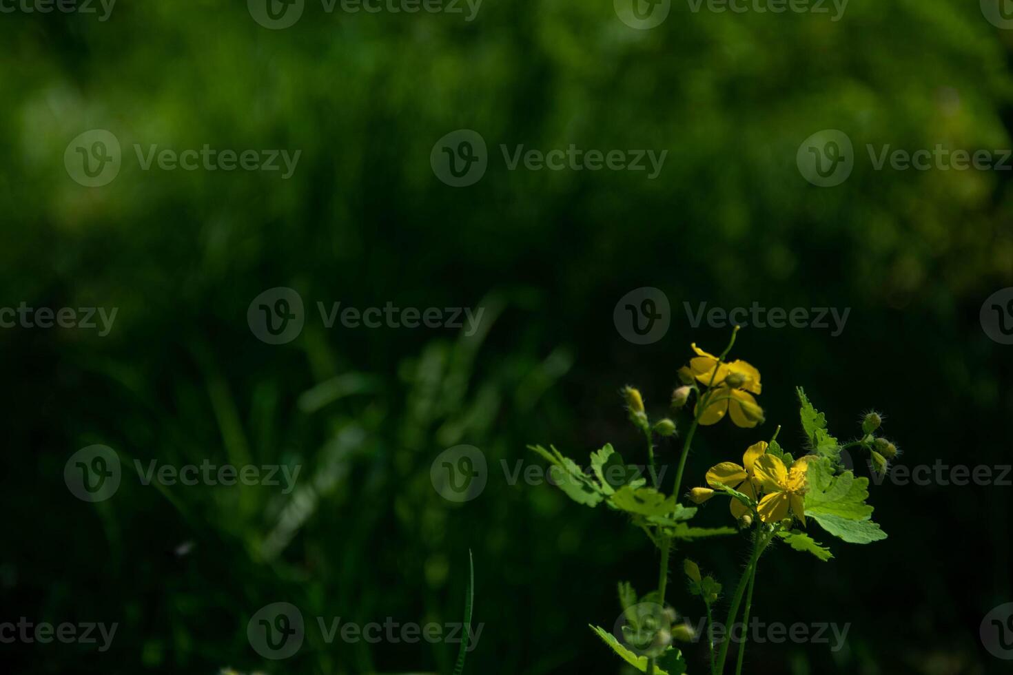 Yellow flowers of celandine on a dark green lawn background of an old forest bokeh. photo