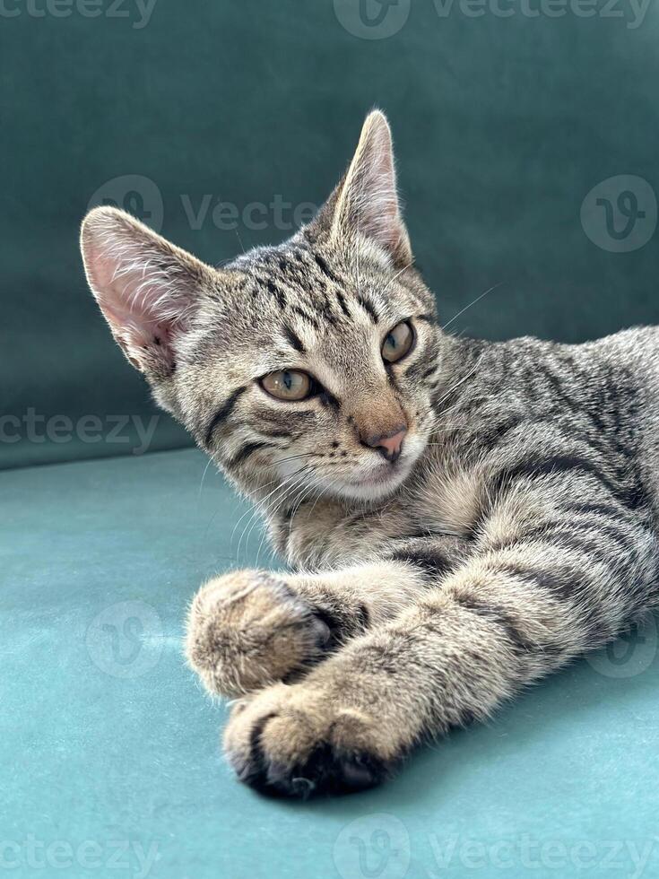retrato de un astucia gato en un turquesa antecedentes. foto