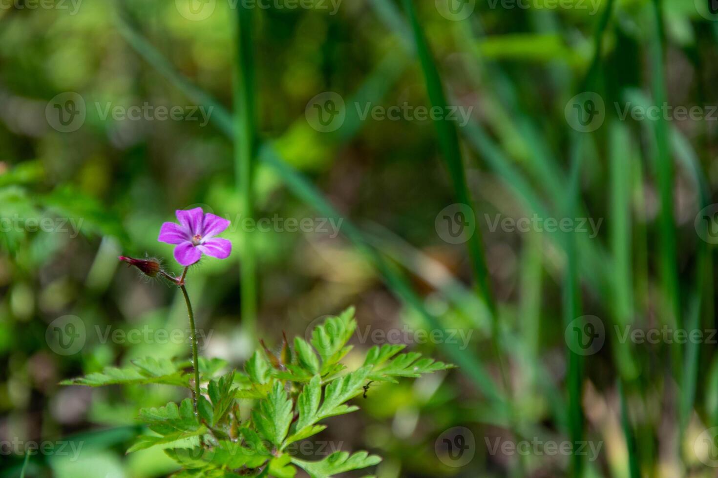 Sunny day, lilac flower on a blurred background of forest grass. Gentle spring landscape. photo