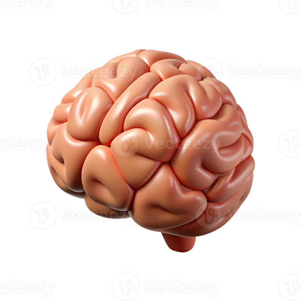 3D Rendering of a Human Brain on transparent background png