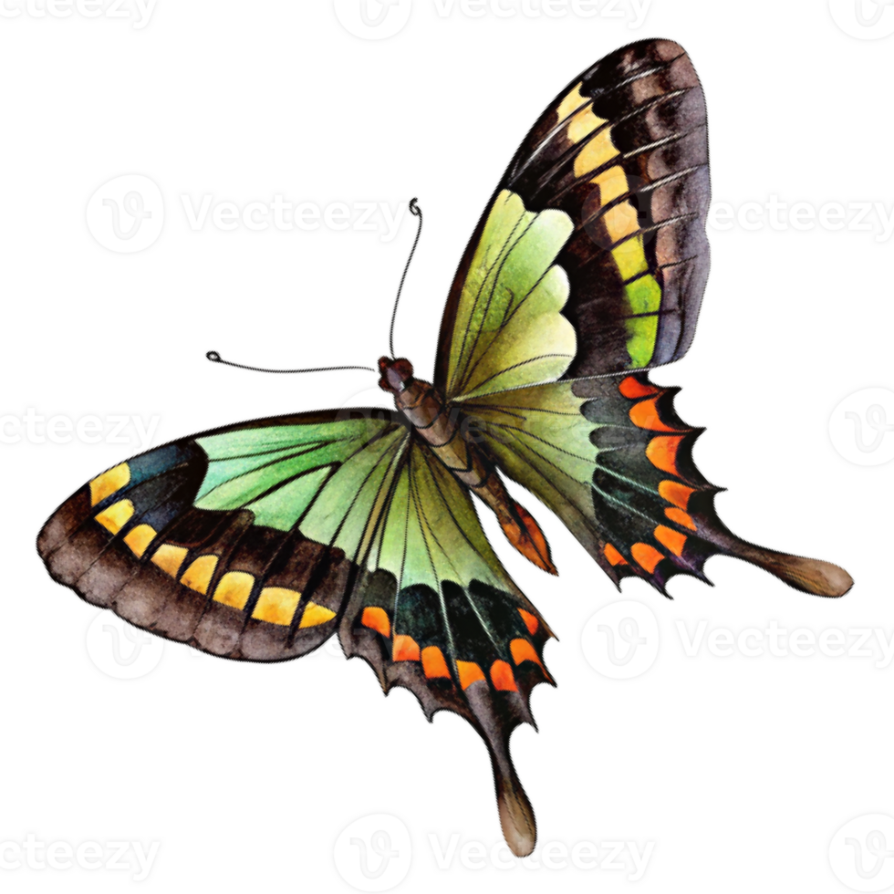 A green butterfly with green wings The butterfly is painted in watercolor and is the main focus of the image png