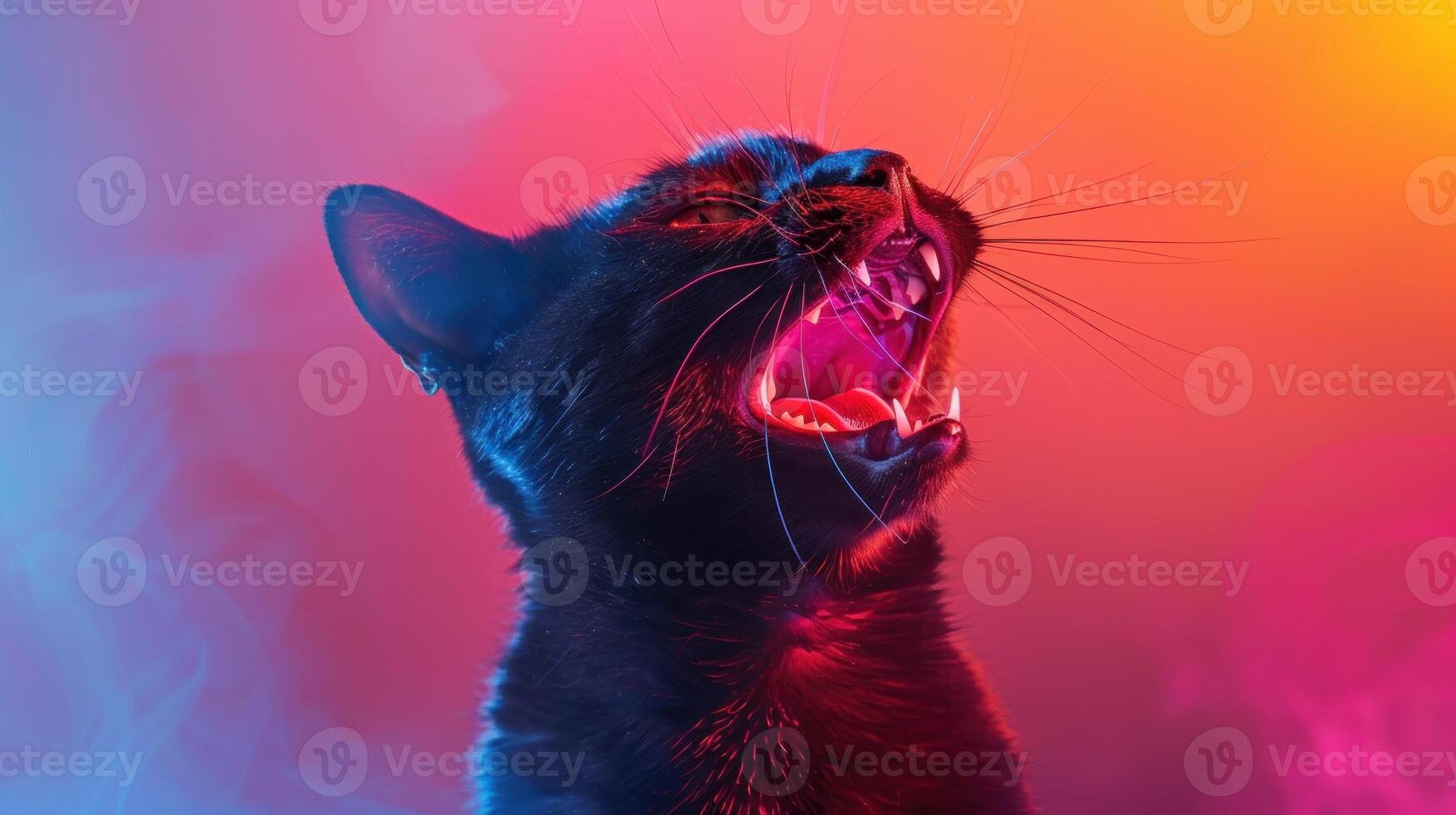 Bombay, angry cat baring its teeth, studio lighting pastel background photo