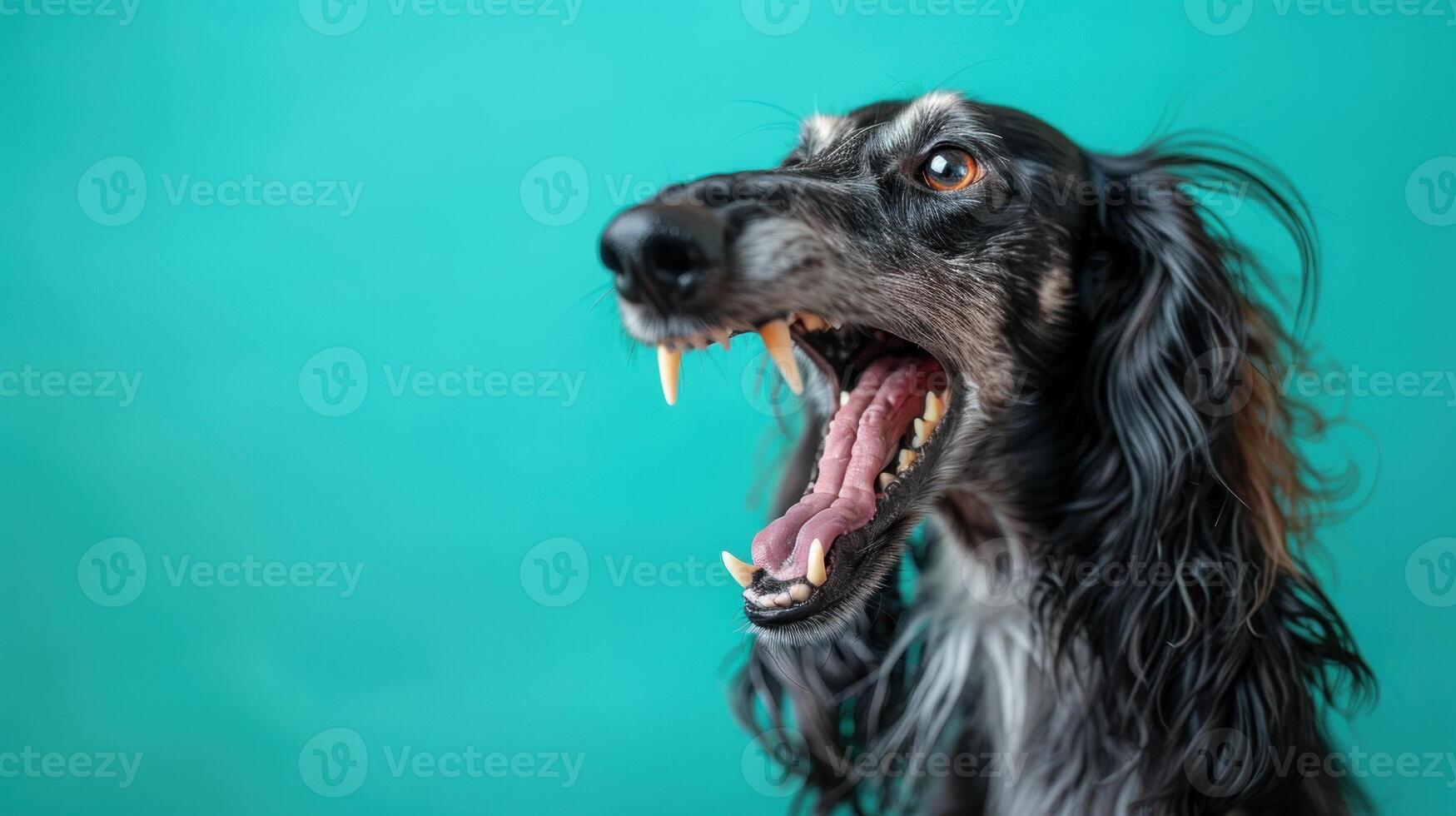 Afghan Hound, angry dog baring its teeth, studio lighting pastel background photo