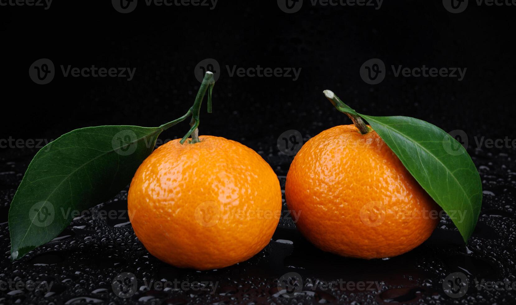 Two ripe juicy tangerines on a black background with drops of water. photo