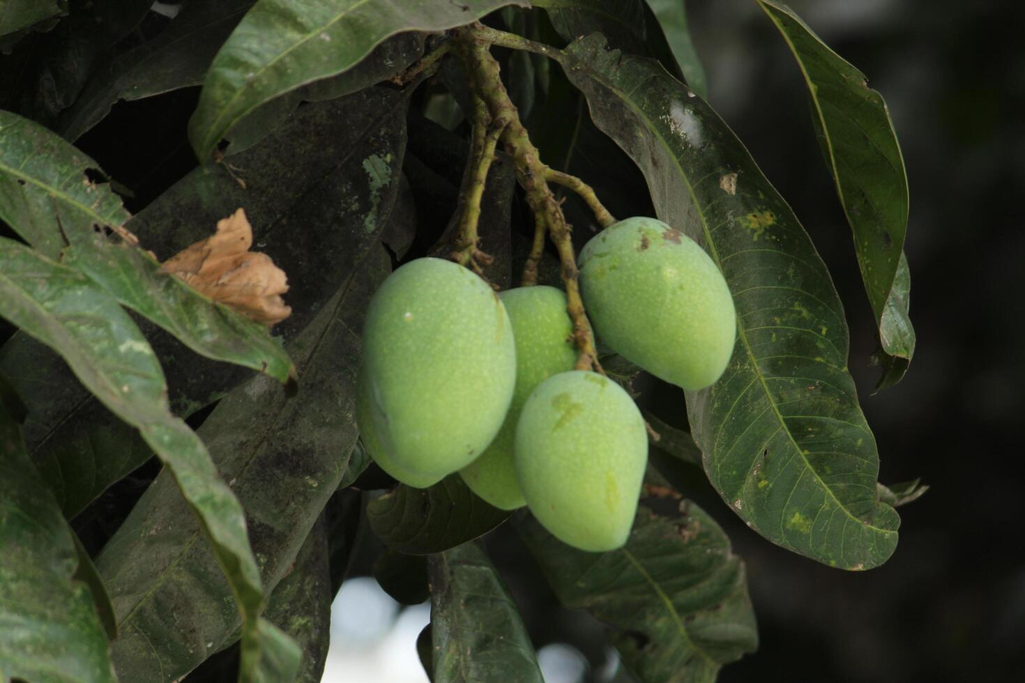 Raw green mangoes hanging on a tree with green leaves around. photo