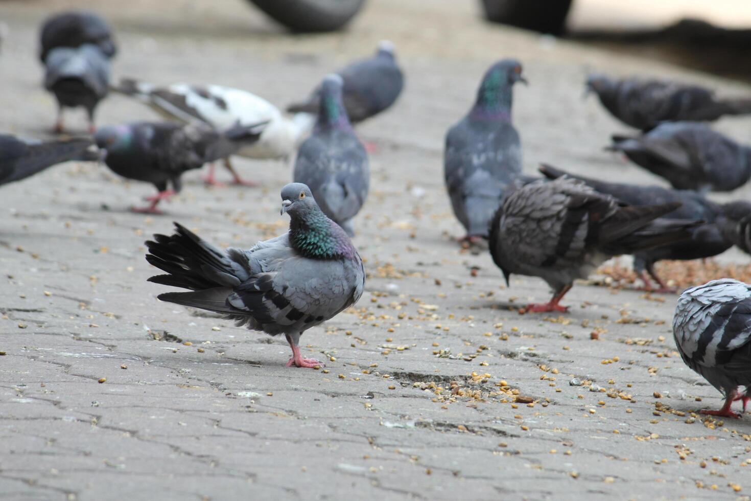 común indio Paloma monitor en local calle. pájaro alimentación en abierto y vacío la carretera. hermosa pájaro antecedentes. foto