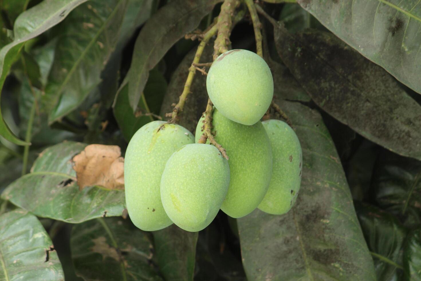 Raw green mangoes hanging on a tree with green leaves around. photo