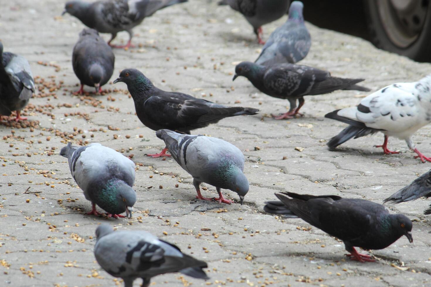 común indio Paloma monitor en local calle. pájaro alimentación en abierto y vacío la carretera. hermosa pájaro antecedentes. foto