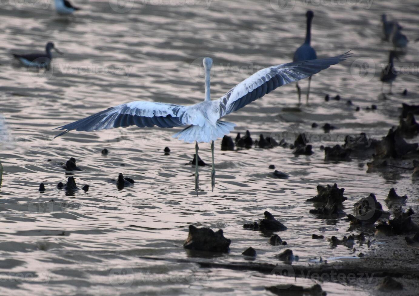 Flying Tricolored Heron Bird in Flight photo