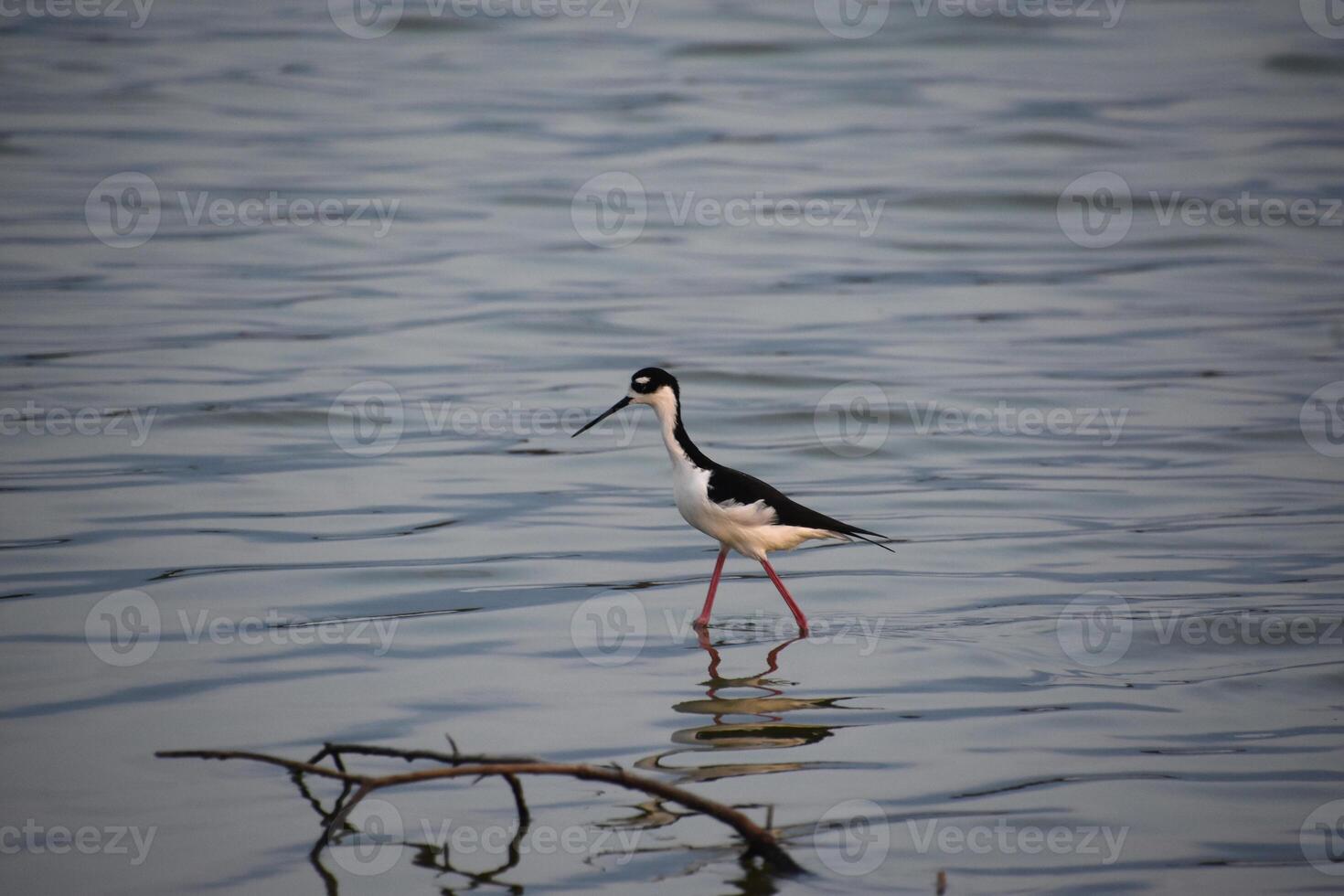 Long Legs and Beak on a Sandpiper photo