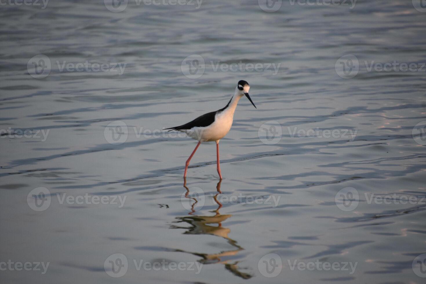 Gorgeous Black and White Sandpiper in Water photo