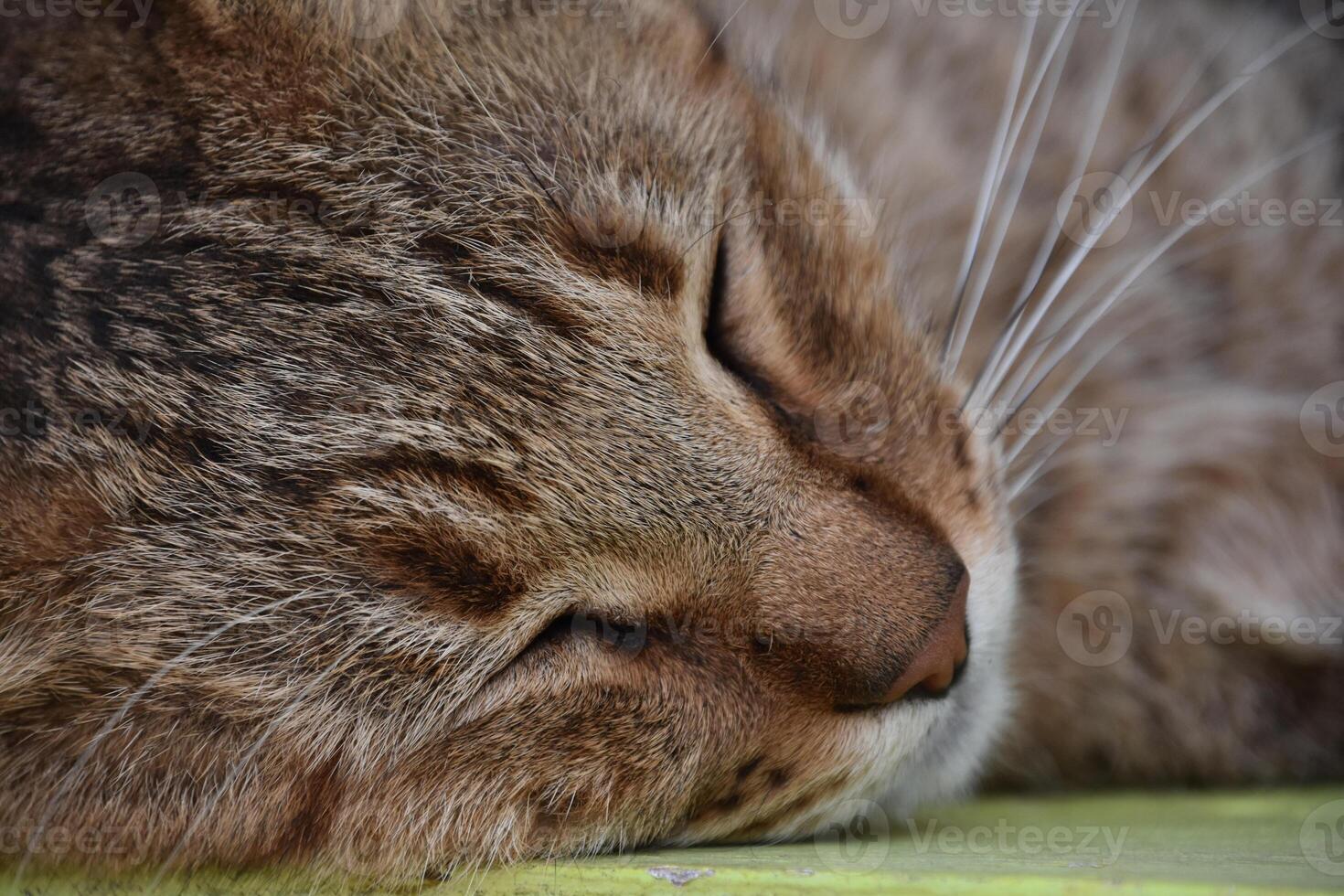 Fluffy Sleeping Tiger Cat Up Close and Personal photo