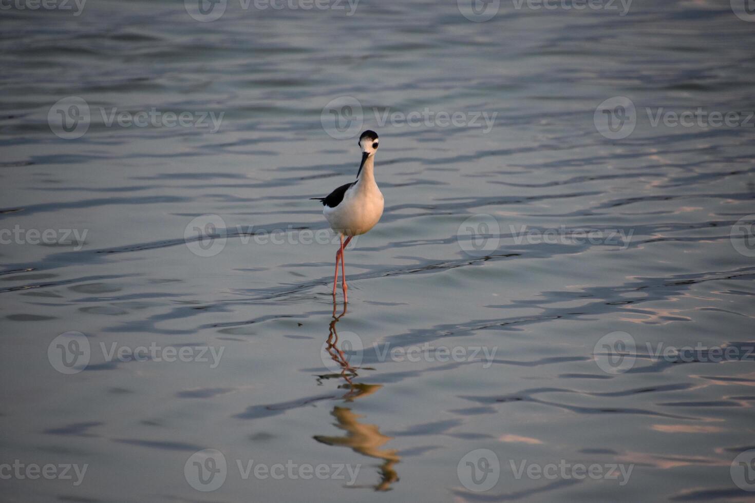 Black Neck Stilt Reflected in the Waters Surface photo