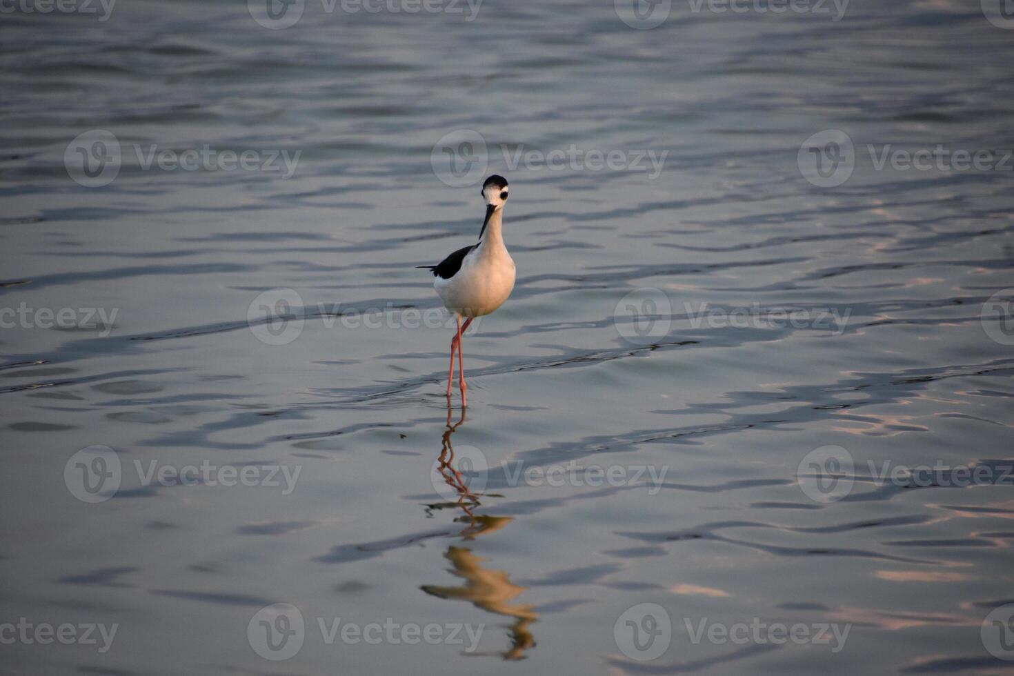 negro cuello zanco reflejado en el aguas superficie foto