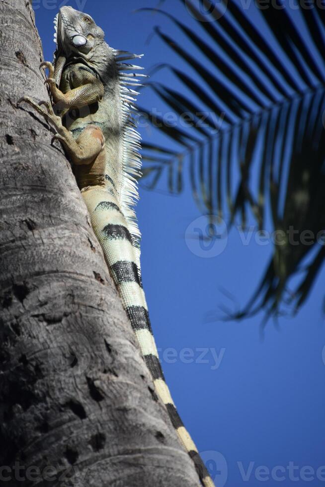 Iguana Climbing up a Palm Tree photo