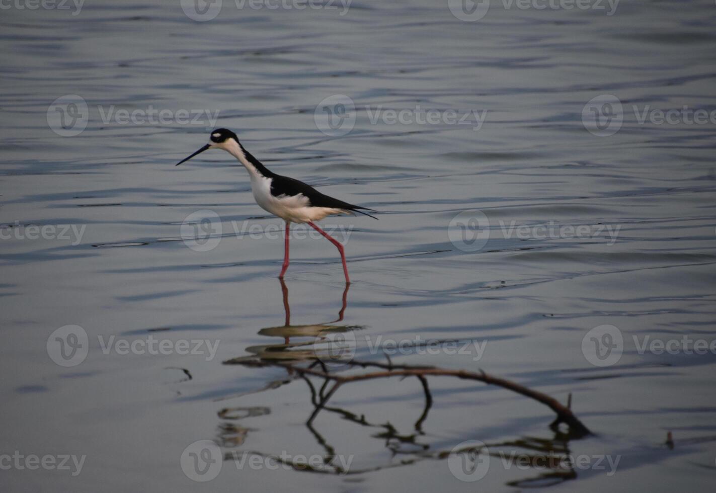 Sandpiper with Long Legs and a Long Beak photo