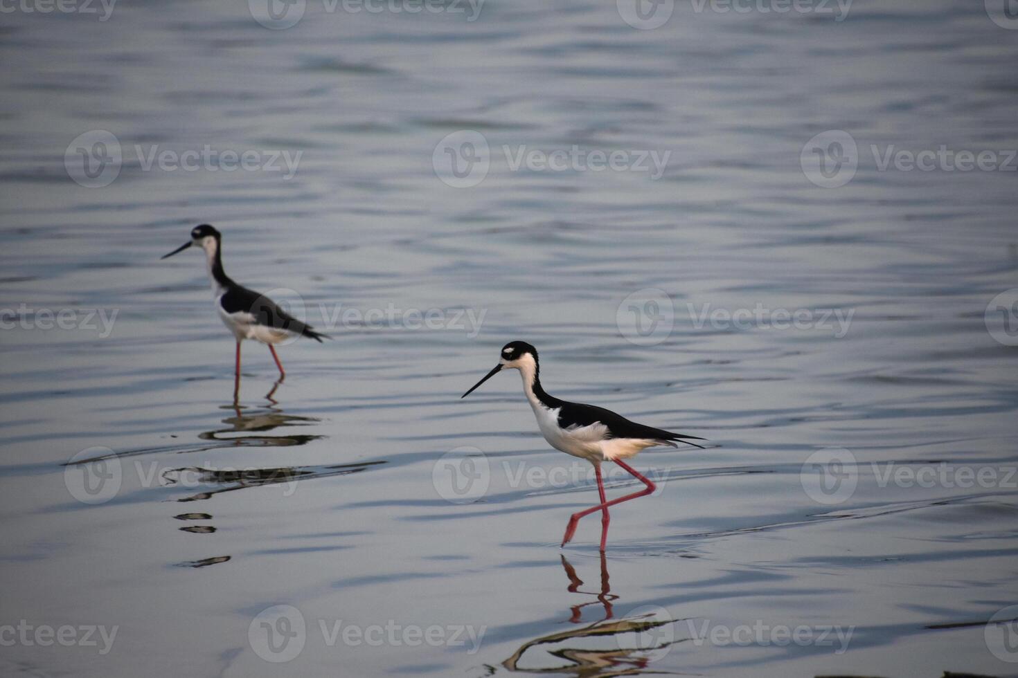 Black Neck Stilt with Leg Raised in a Step photo