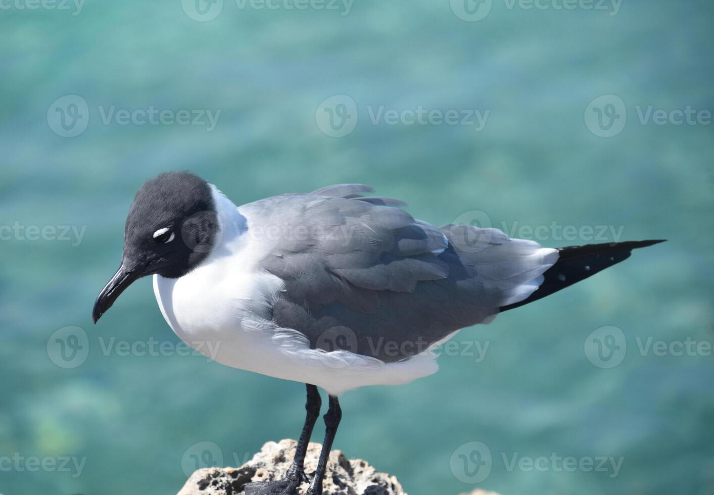 Laughing Gull Standing on a Rock by the Ocean photo