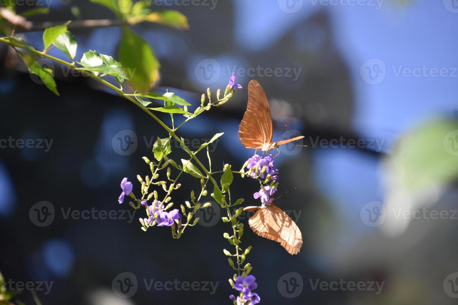 par de fuego mariposas en un jardín foto