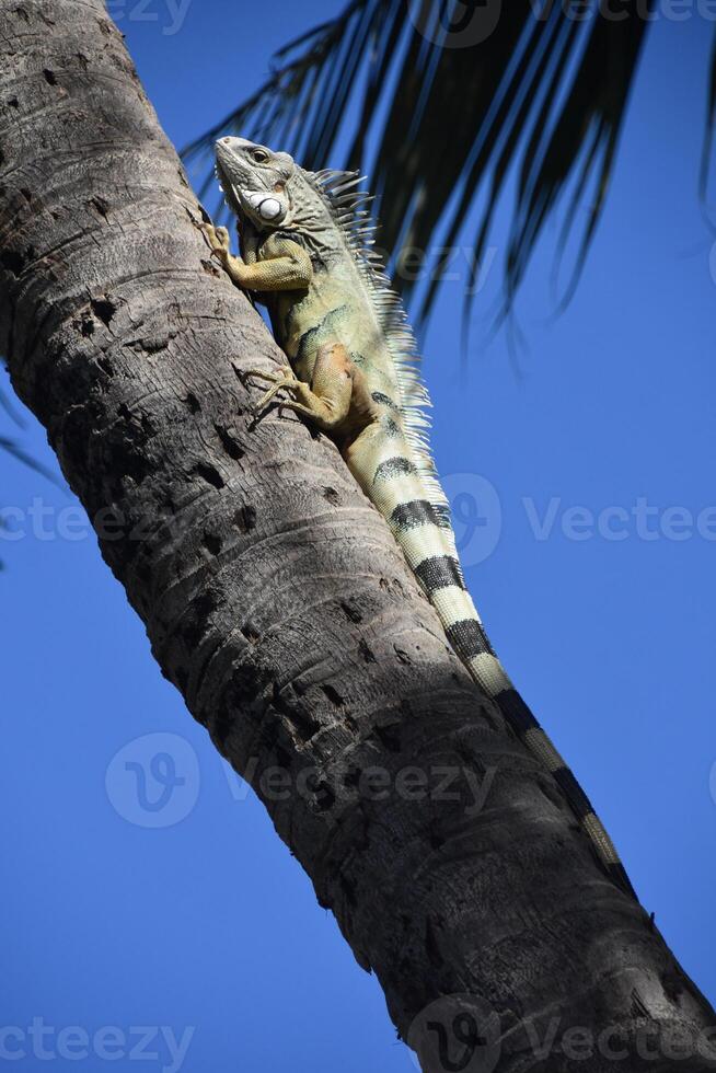 Iguana Climbing up a Palm Tree photo