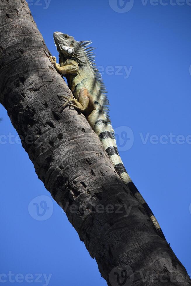 Iguana Climbing up a Palm Tree photo